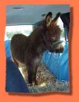 miniature donkey Duncan (4321 bytes)