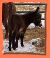 miniature donkey Duncan (5435 bytes)