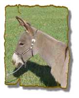 Miniature Donkey Gelding Rack (4644 bytes)