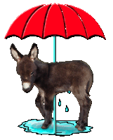 Right as Rain - copyright Half Ass Acres Miniature Donkeys - Do Not Steal!