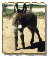 Miniature Donkey Gelding Rawhide (6156 bytes)