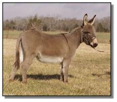 miniature donkey gelding for sale, Sammy (9480 bytes)