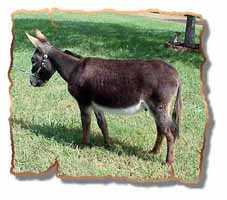Miniature Donkey Gelding Sammy (7810 bytes)