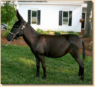 Click photo of miniature donkey to enlarge image