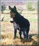 miniature donkey Half Ass Acres Sammy (2993)