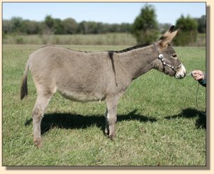 Wildflower, gray-dun yearling jennet for sale