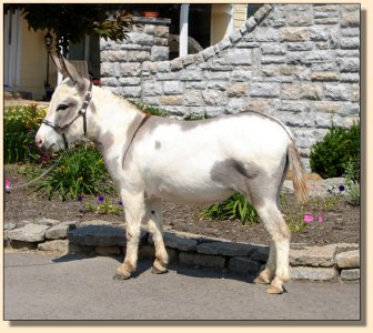 Click photo of miniature donkey to enlarge image