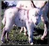 Miniature Donkey Rai