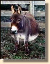 Miniature Donkey Sheena ~ Photo compliments of Susan Bunch (8576 bytes)