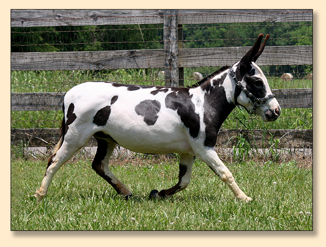 HHAA Kiss on the Lips (Smooch), Black and White Spotted Miniature Donkey Jennet HHAA Kiss on the Lips (Smooch), Black and White Spotted Miniature Donkey Jennet