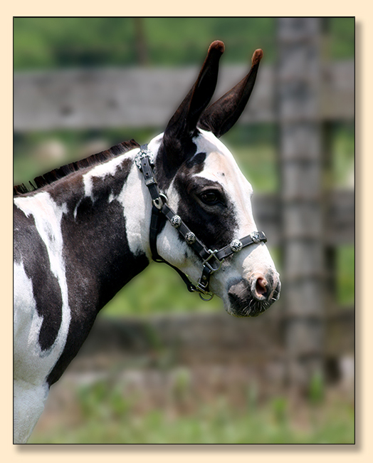 HHAA Kiss on the Lips (Smooch), Black and White Spotted Miniature Donkey Jennet HHAA Kiss on the Lips (Smooch), Black and White Spotted Miniature Donkey Jennet
