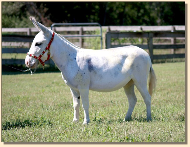 HHAA Little White Lie (Liza), frosted spotted white miniature donkey jennet born at Half Ass Acres. HHAA Little White Lie (Liza), frosted spotted white miniature donkey jennet born at Half Ass Acres.
