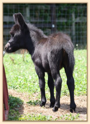 Unnamed Black Jack