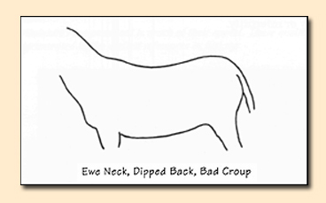 Ewe Neck