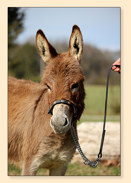 Little Friends Tahini, dark red miniature donkey jennet. Little Friends Tahini, dark red miniature donkey jennet.