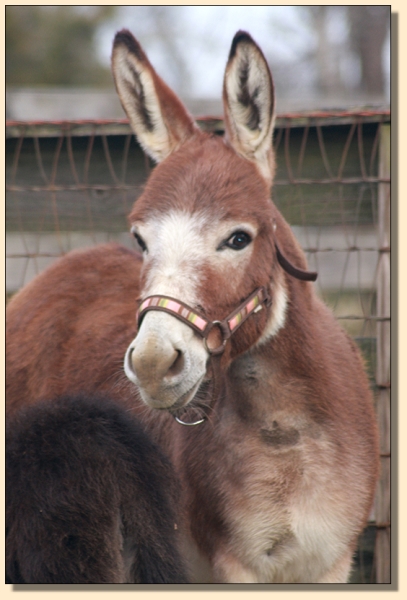 Breathorn Irish Ramblin' Rose, dark red miniature donkey brood jennet at Half Ass Acres Breathorn Irish Ramblin' Rose, dark red miniature donkey brood jennet at Half Ass Acres
