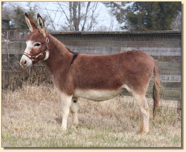 Breathorn Irish Ramblin' Rose, dark red miniature donkey brood jennet at Half Ass Acres Breathorn Irish Ramblin' Rose, dark red miniature donkey brood jennet at Half Ass Acres