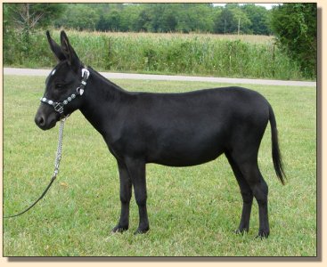 Itsy Bitsy Stardance