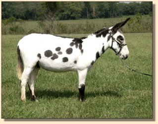Windcrest Checkmate